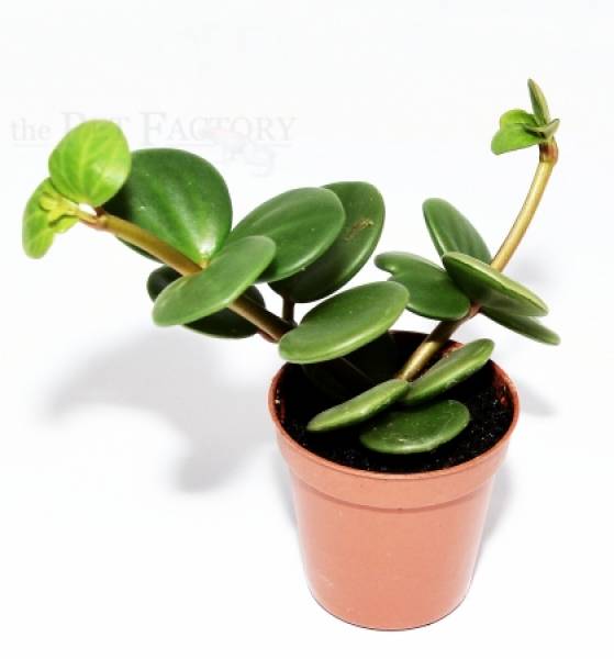 Peperomia spec. HOPE